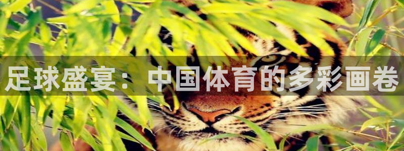 足球盛宴：中国体育的多彩画卷