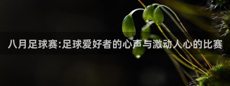 八月足球赛:足球爱好者的心声与激动人